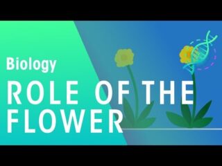 Why Do Plants Have Flowers - PlantopiaHub - Your Ultimate Destination ...
